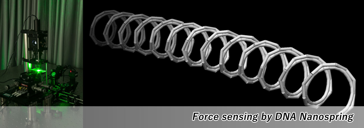 Force sensing by DNA Nanospring