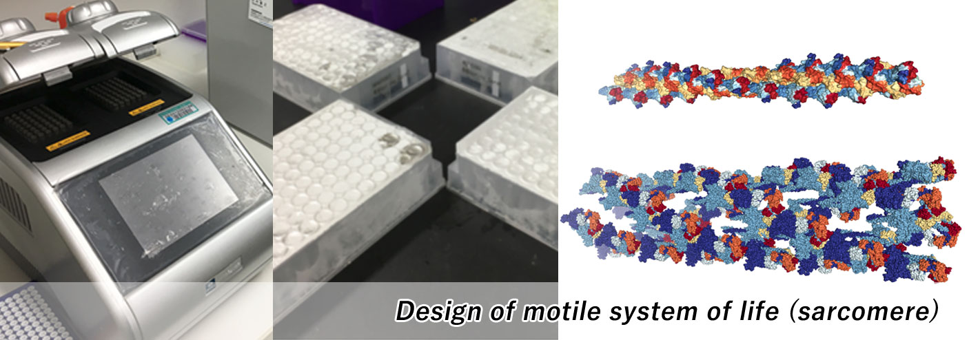 Design of motile system of life (sarcomere)