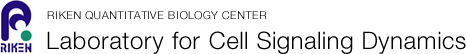 理化学研究所　生命システム研究センター 　細胞シグナル動態研究グループ