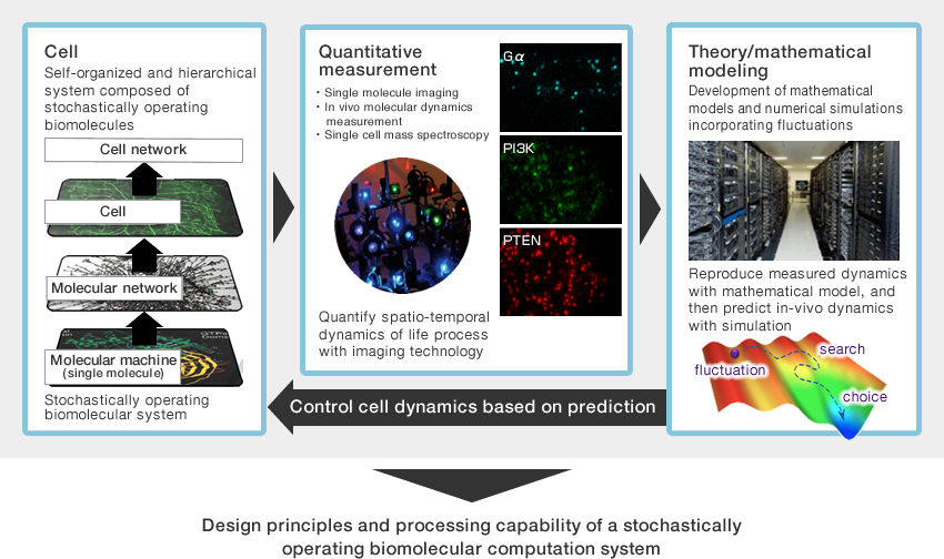 Control cell dynamics based on prediction