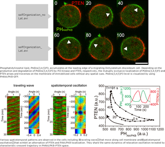 Spontaneous cellular polarity formation and self-organization