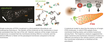 Single-molecule imaging of the components of the self-organization system
