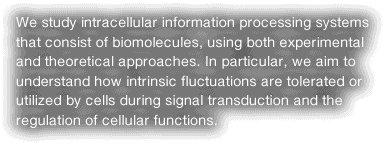 We study intracellular information processing systems that consist of biomolecules, using both experimental and theoretical approaches. In particular, we aim to understand how intrinsic fluctuations are tolerated or utilized by cells during signal transduction and the regulation of cellular functions.