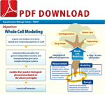 whole cell modeling