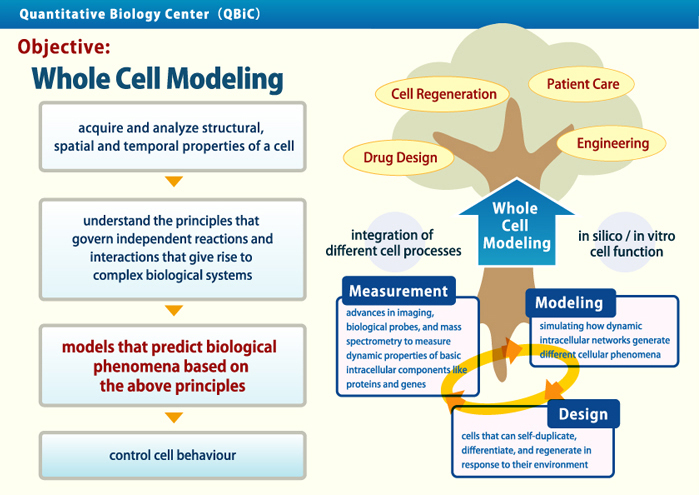 whole cell modeling