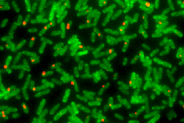 single molecule microscope