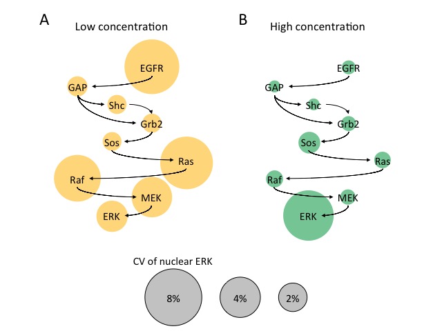 Figure showing protein variability and heterogeneity of nuclear ERK