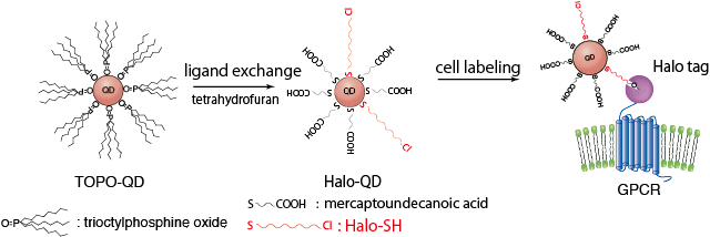 Fig.1