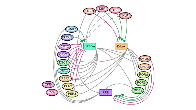 molecular timetable