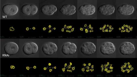 4D microscopy