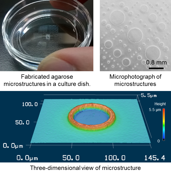 agarose microstructures