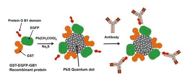 GFP-QD probe