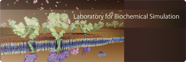 Laboratory for Biochemical Simulation