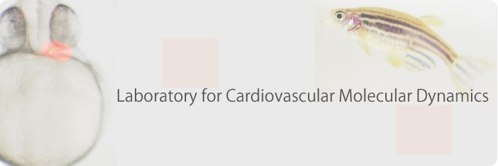Laboratory for Cardiovascular Molecular Dynamics