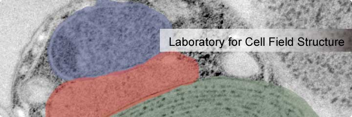 Laboratory for Cell Field Structure