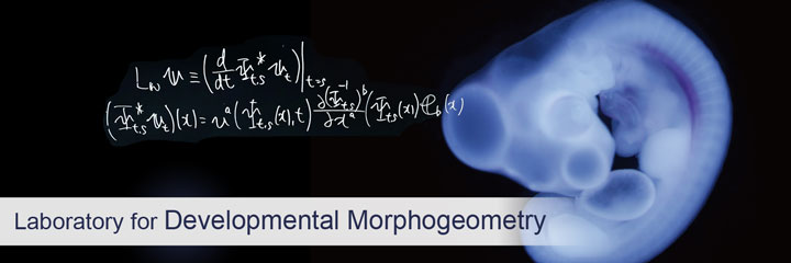 Laboratory for Developmental Morphogeometry