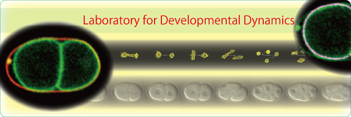 Laboratory for Developmental Dynamics