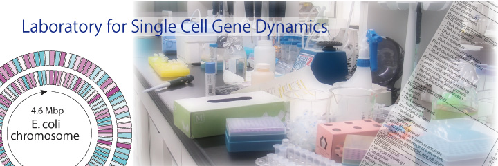 Laboratory for Single Cell Gene Dynamics