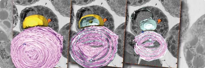 Cell Field Structure