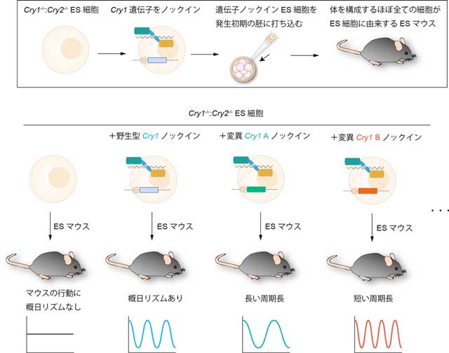 CRY1をノックインしたネズミの高速作製法