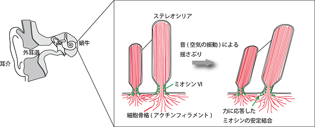 聴覚器官内でのミオシンVIの役割を示す図