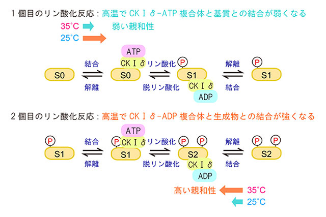 リン酸化反応の温度補償性