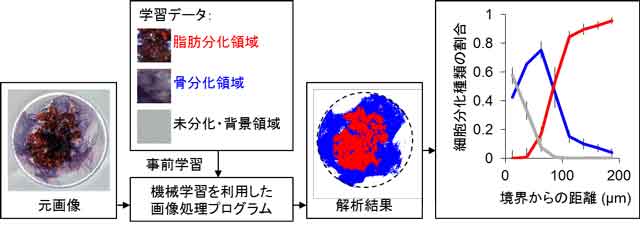 元画像から解析結果までの流れ