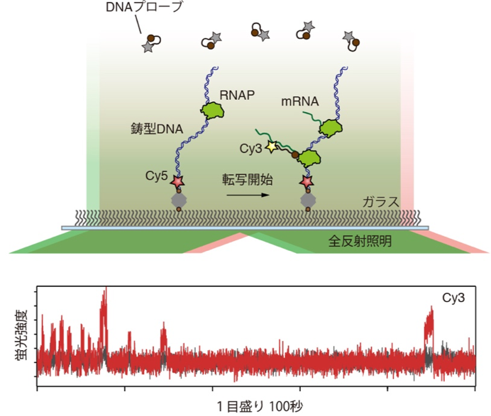 Transcriptional bursting