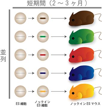 次世代マウス遺伝学