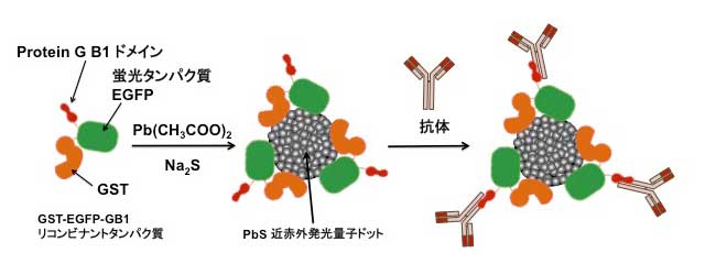 GFP-QD プローブ