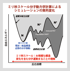 ミリ秒スケール分子動力学計算によるシミュレーションの質的変化