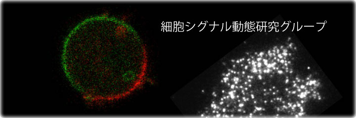 細胞シグナル動態研究グループ