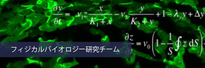 フィジカルバイオロジー研究チーム